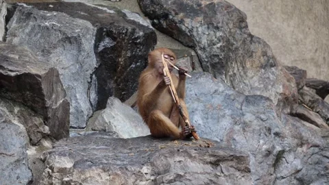 Baboon perched on rugged rocks with stick in hand 動画素材 338010739