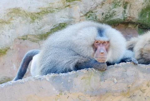 Baboon Stock Photos