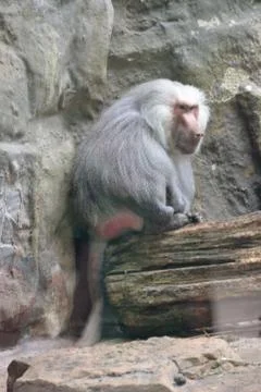 Baboon 写真素材