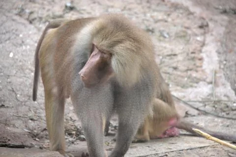 Baboon Stock Photos
