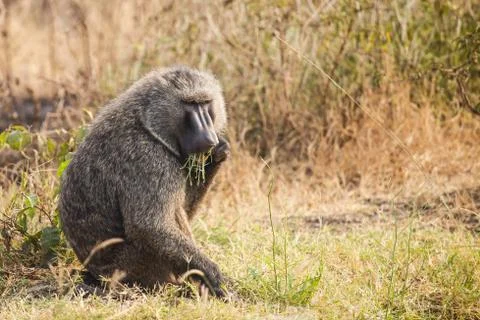 Baboon Stock Photos