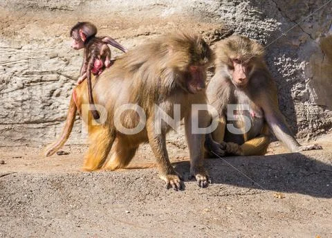 Baboon Stock Photos
