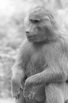 Baboon Stock Photos