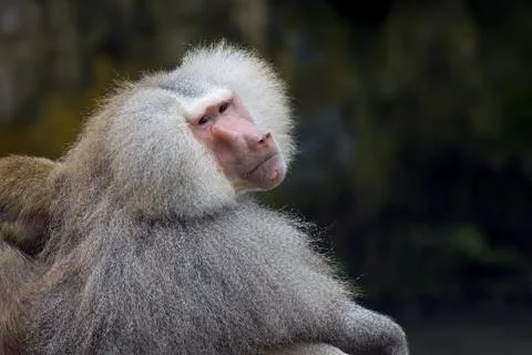 Baboon Stock Photos