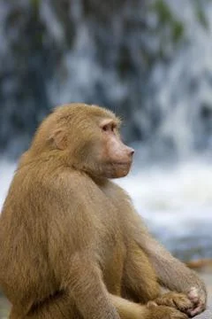 Baboon Stock Photos