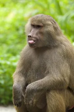 Baboon Stock Photos