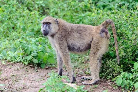 Baboon Stock Photos