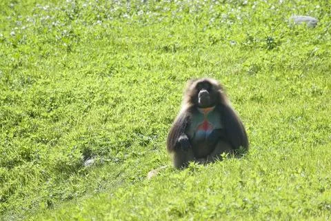 Baboon Stock Photos