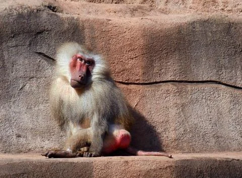 Baboon Stock Photos