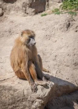 Baboon Stock Photos