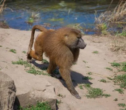 Baboon Stock Photos