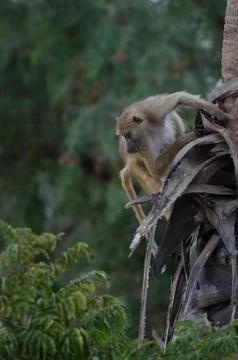 Baboon Stock Photos
