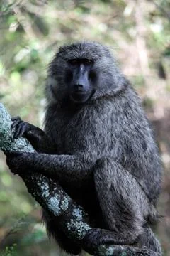 Baboon Stock Photos
