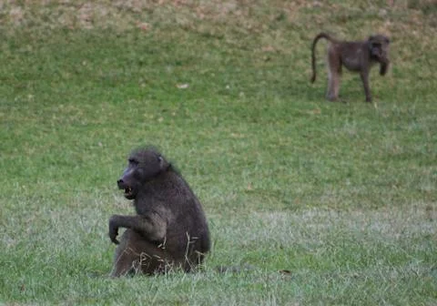 Baboon 库存照片