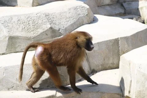 Baboon Stock Photos