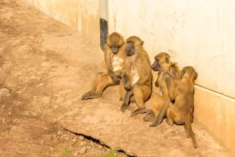 Baboon Stock Photos