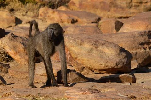 Baboon Stock Photos