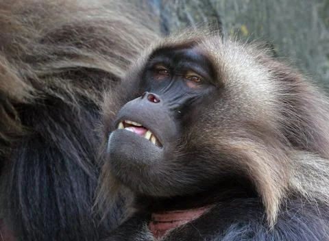 Baboon Stock Photos