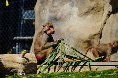 Baboon Stock Photos