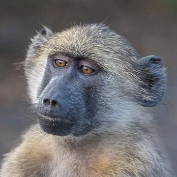 Baboon Stock Photos