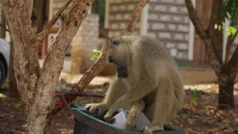 Baboon picking at the trash Kenya monkey through garbage Stock Footage 276160597
