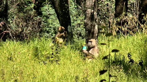 Baboon with plastic drink bottle Stock Footage 62012011