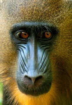 Baboon portrait Stock Photos