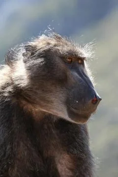 Baboon Portrait Stock Photos