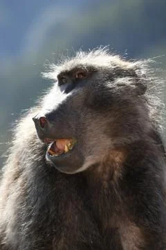Baboon Portrait Stock Photos
