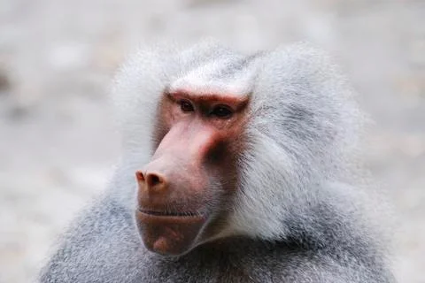 Baboon Portrait Stock Photos