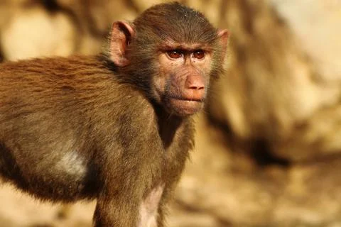 Baboon portrait Stock Photos