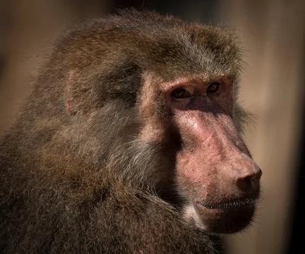 Baboon Portrait Foto stock
