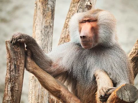 Baboon portrait Stock Photos