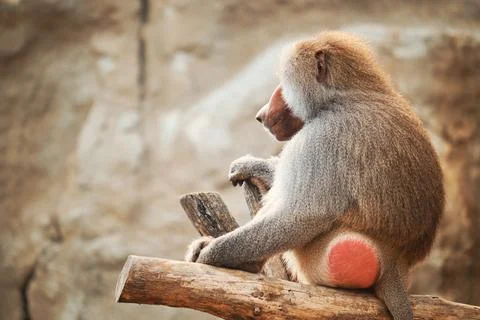 Baboon portrait Stock Photos