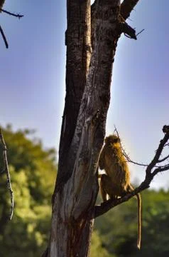 Baboon posing on a branch looking Stock Photos