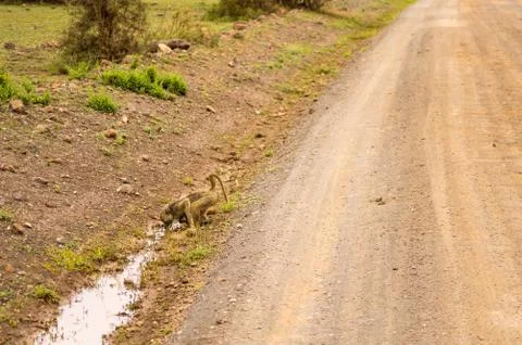 Baboon in a puddle along the trail Stock Photos