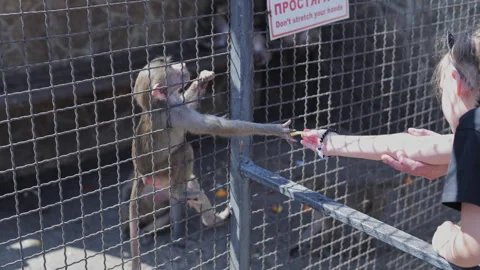 Baboon Reaching Through Wire Fence for Food Offered by a Visitor Stock Footage 346904100