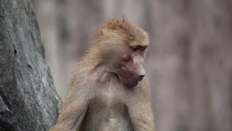 Baboon relaxing beside stone 스톡 동영상 338010893