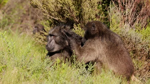 A Baboon Removing A Parasite While Grooming Stock-Footage 236511752