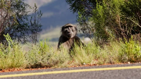 A Baboon Resting And Looking At The Camera Video stock 236512147