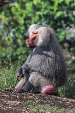 Baboon resting on hillside Stock Photos
