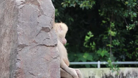 Baboon resting near stone structure in green forested setting 動画素材 338010800