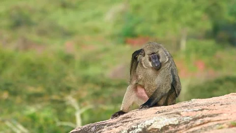 Baboon Resting on Rocky Ledge in Uganda Telephoto Lens 4k Video Clip Stock-Footage 338266787