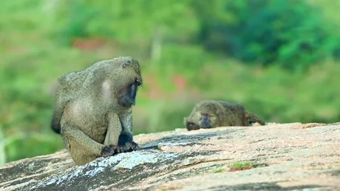 Baboon Resting on Rocky Terrain in 4k Telephoto Close Up Shot Video 動画素材 338266761