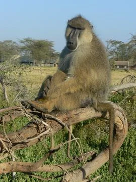 Baboon resting in a tree Foto stock
