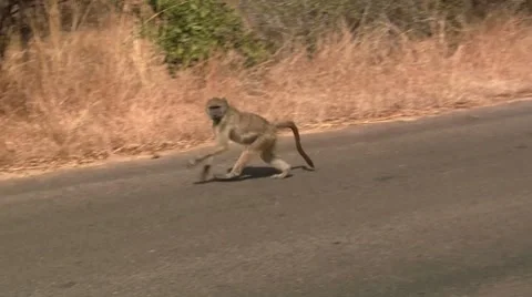 Baboon on the road Stock Footage 8626799