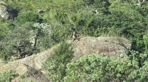 Baboon on Rock Stock-Footage 1087302