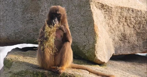 Baboon on a rock Stock Footage 234181695