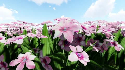 Baboon Root Pink Flower Stock-Footage 342268727