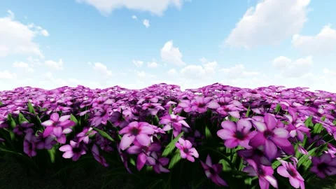 Baboon Root Purple Flower 스톡 동영상 342150690